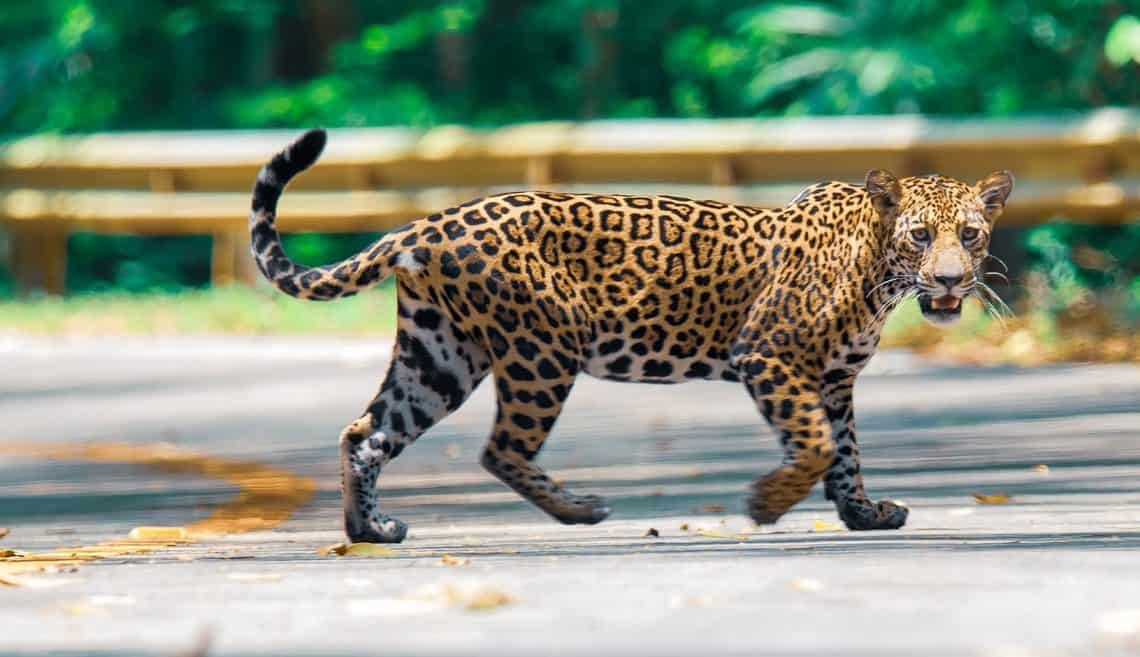 jaguar ottoniel supertramp