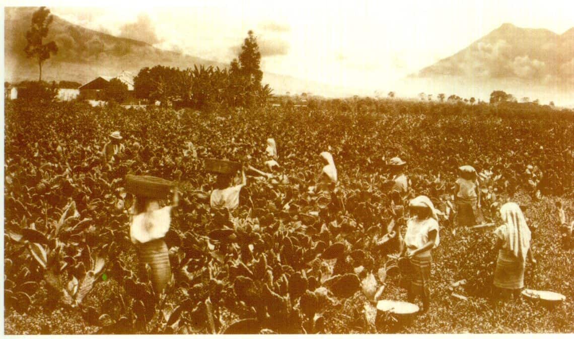 La invención de tintes artificiales hicieron que decayera el mercado de los tintes naturales como la cochinilla, cultivada en nopaleras en regiones del oriente y alrededor de la ciudad de Guatemala. Vicente Cerna optó por reforzar el impulso al cultivo de café, pero las exportaciones de este no compensaban la pérdida de mercado de tinte. Además, el impulso al café significó el inicio de despojo de tierras comunales indígenas, que habían apoyado al antecesor Rafael Carrera.