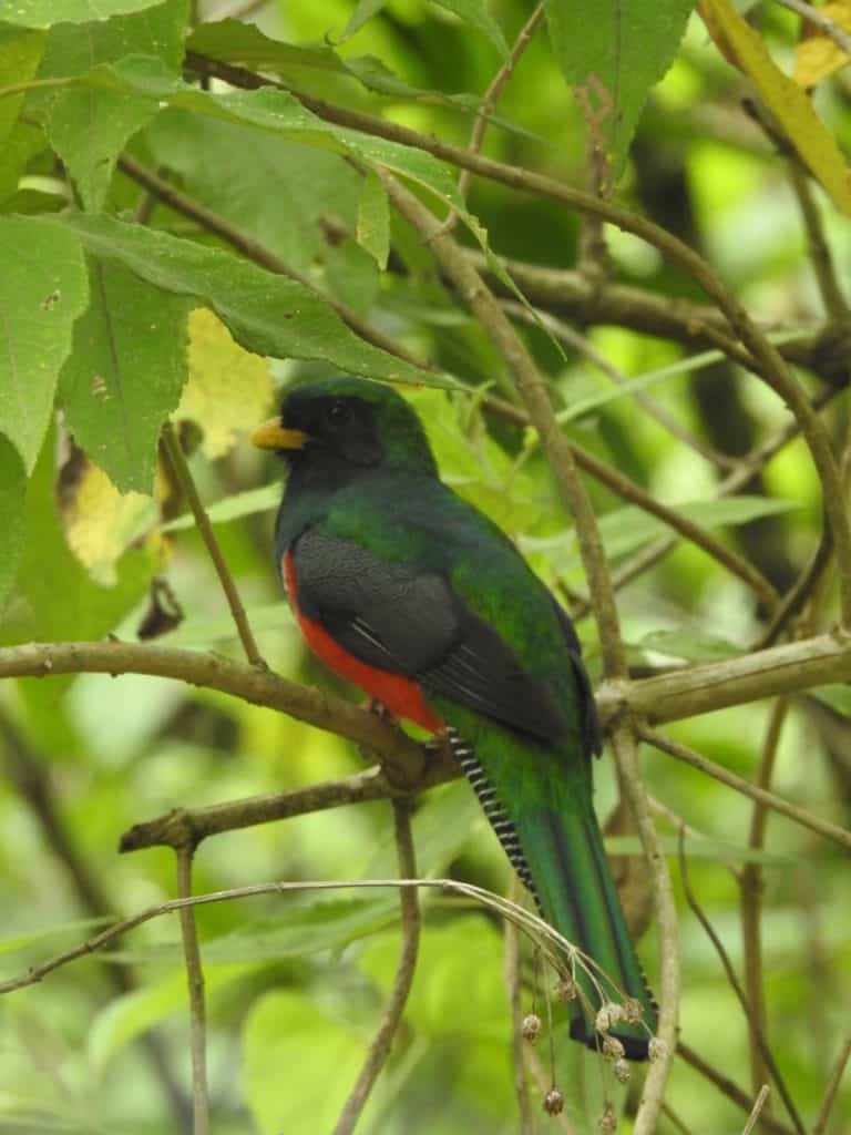 El Trogón de Collar es un primo de Quetzal, pero debido a su origen legendario es conocido como El Abuelo Quetzal. Divulgar su existencia e invitar a que más personas lo admiren (y conserven el bosque) es la finalidad del libro de Lázaro Salvador Ajpop Morán, de San Cristóbal Verapaz, Alta Verapaz. (Foto Lázaro Salvador Ajpop Morán)