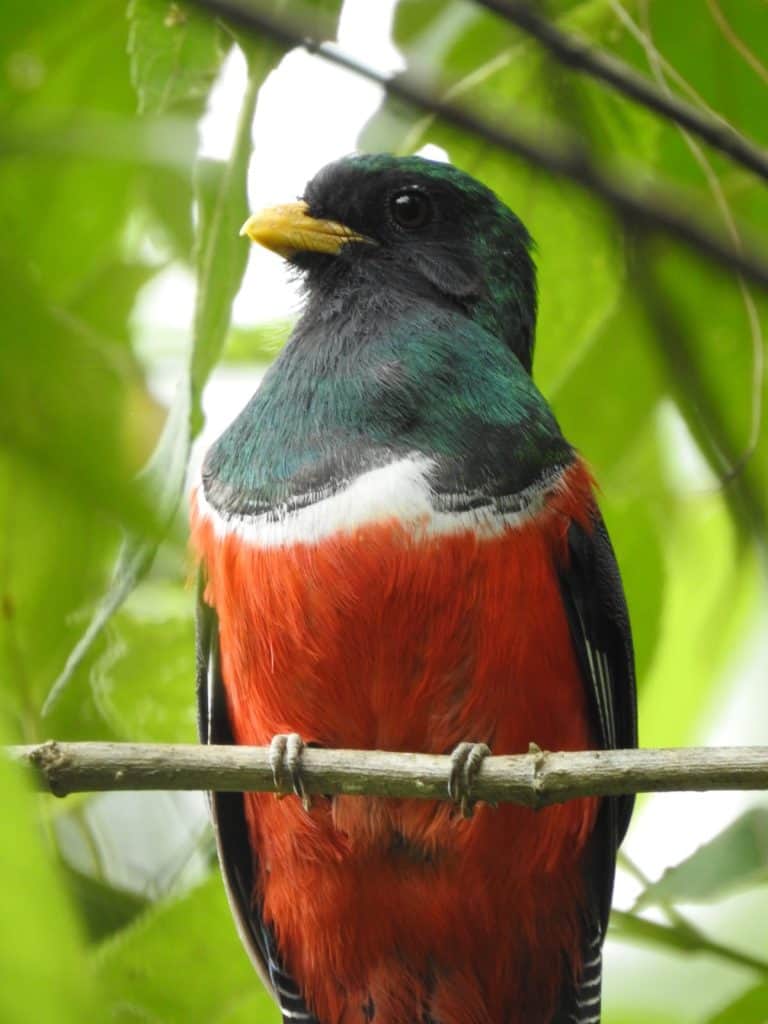 En los bosques de San Cristóbal Verapaz aún se puede observar al Trogón de Collar, llamado así por esa zona de plumas blancas alrededor del cuello y más conocido como Abuelo Quetzal (Foto cortesía Lázaro Salvador Reyes)