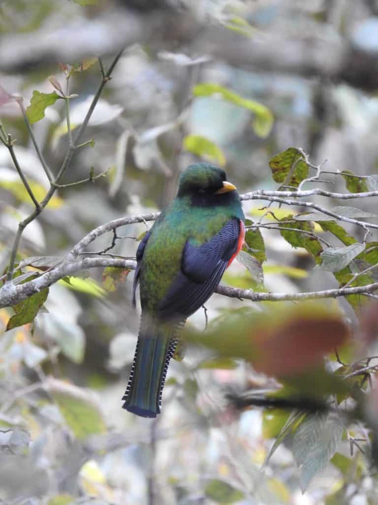 "Cuando aparece el Abuelo Quetzal y se posa una rama, pareciera que todo el bosque guarda silencio", expresa el fotógrafo Lázaro Salvador Ajpop.