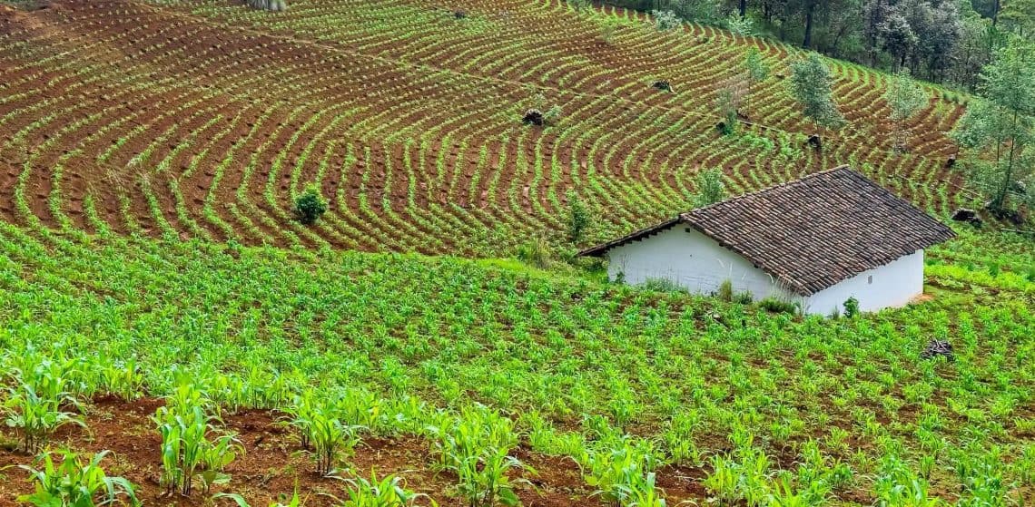 campo cultivado guatemala