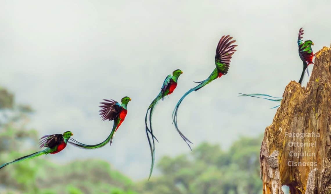 el quetzal fotografia ottoniel cojulun