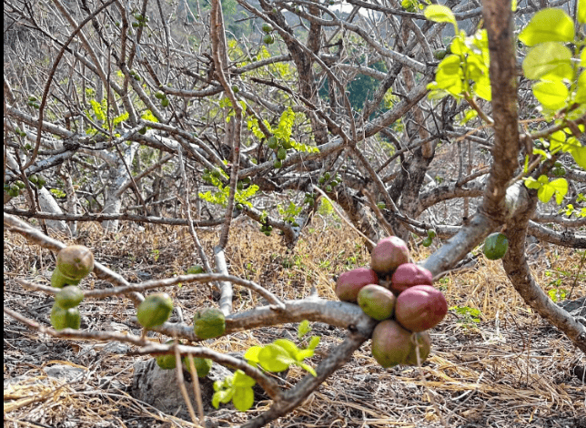 Fig tree branches bearing ripening purple and green figs among bare twigs in a dry orchard.