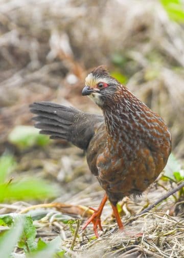 A brown speckled bird with red legs standing on a gravelly ground among twigs and leaves.