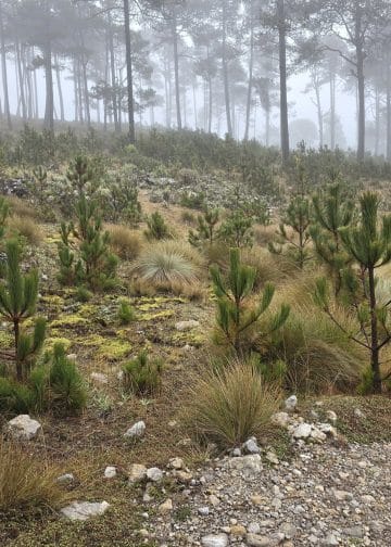 El pinabete es una especie de flora que crece en esta reserva y está prohibido cortar árboles y ramas de todo tipo. (Foto Conap)