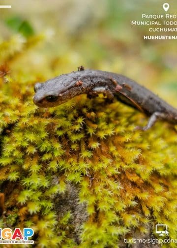 Close-up of a salamander on bright moss; Abril 2023 poster for Parque Regional Municipal Todos Santos, Huehuetenango, with logos.