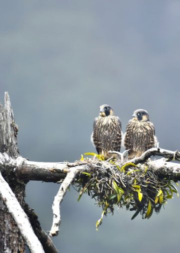 Two brown-streaked birds of prey perched on a weathered branch with a small leafy nest, set against a misty mountains backdrop.
