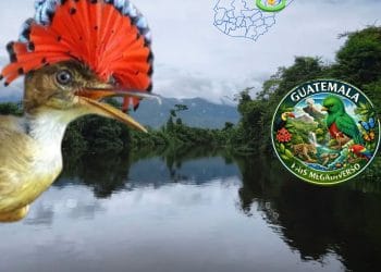 reserva bocas del polochic país megadivereso guatemala reserva natural izabal