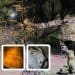turismo y ecoturismo en guatemala cuevas de naj tunich en peten