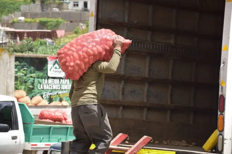 Las papas son vendidas y exportadas a distintas partes del territorio guatemalteco