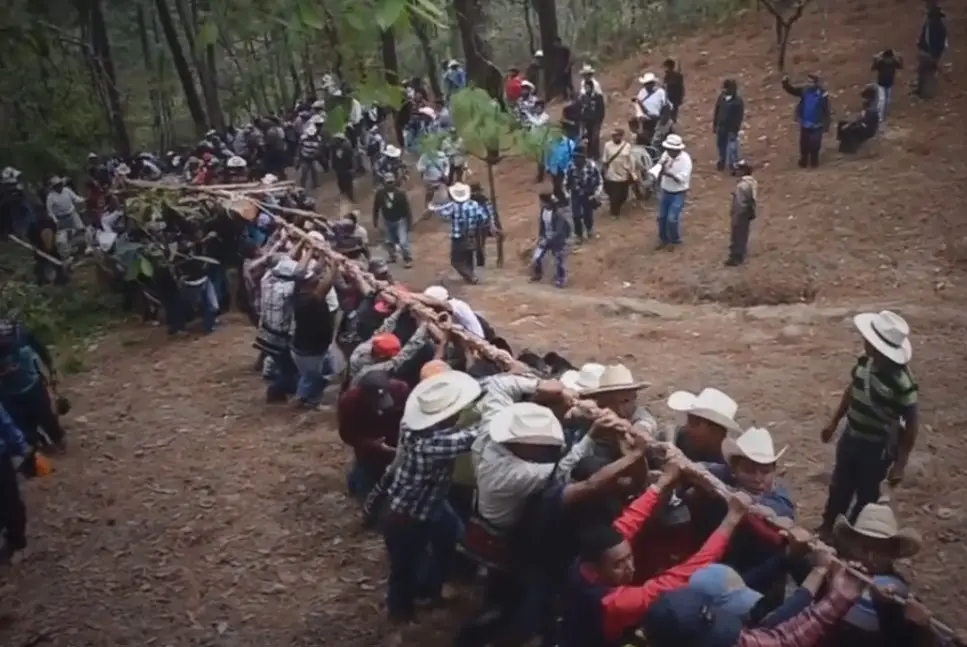 Cofrades y comunitarios de Joyabaj trasladan el enorme tronco seleccionado para la danza ceremonial. Captura de pantalla de Joyabaj TV. – SoyMigrante.com – SoyMigrante.com