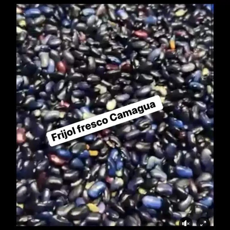 Frijoles negros frescos