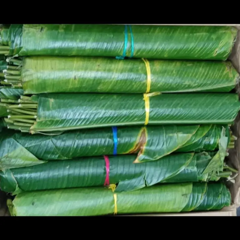 Hoja de machan o hoja para envolver tamales y paches