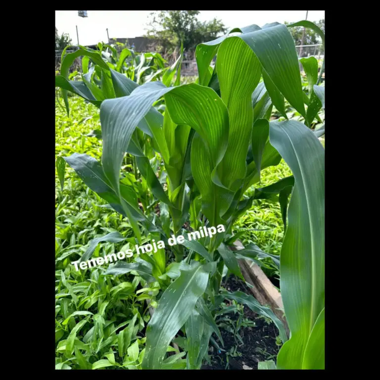 Hoja de milpa para envolver tamalitos