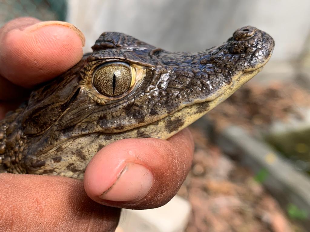Una cría de lagarto es rescatada en el centro de conservacón Arcas Hawaii, para ser posteriormente reintroducido a su hábitat natural. (Foto Hugo Navarro)
