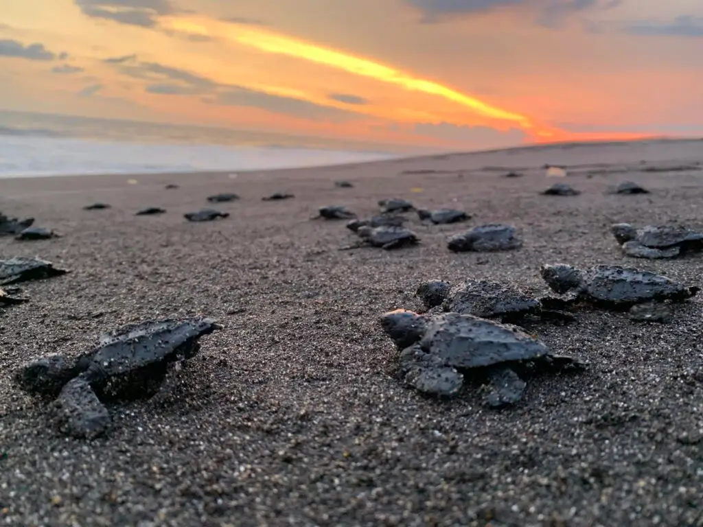 El rescate de huevos de tortuga parlama y posterior liberación de crías es una de las actividades que más visitantes atrae al centro Arcas Hawaii (Fotografía Hugo Navarro)