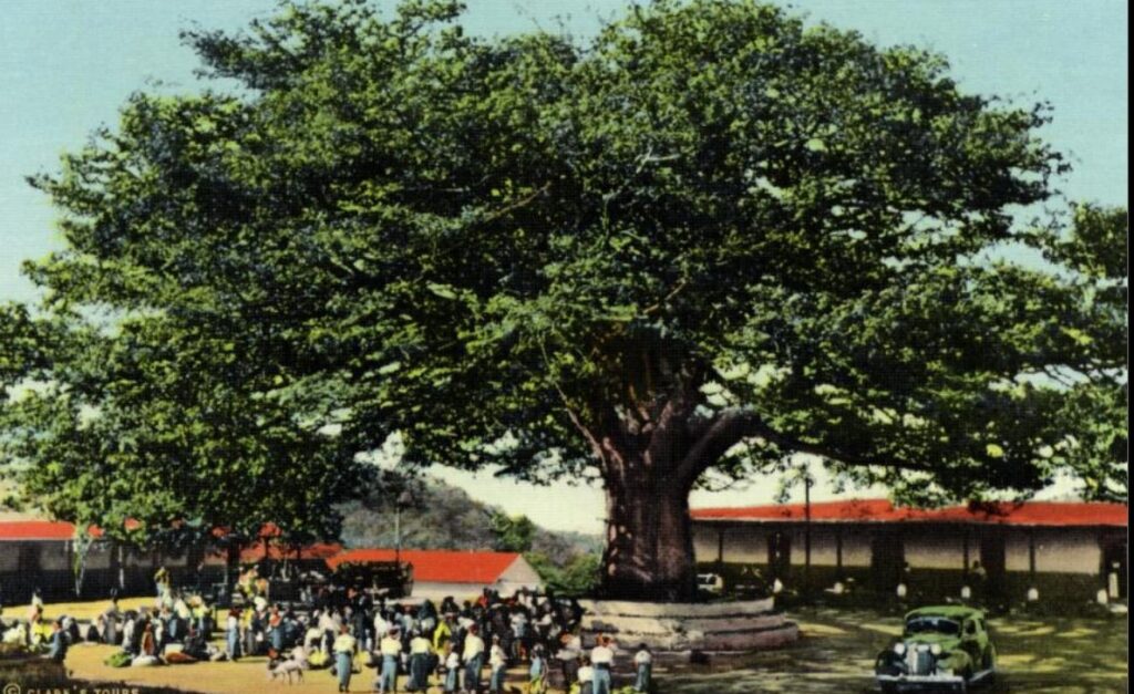 Ceiba de Palín.,Escuintla, en una postal de 1940, aproximadamente. – SoyMigrante.com – SoyMigrante.com