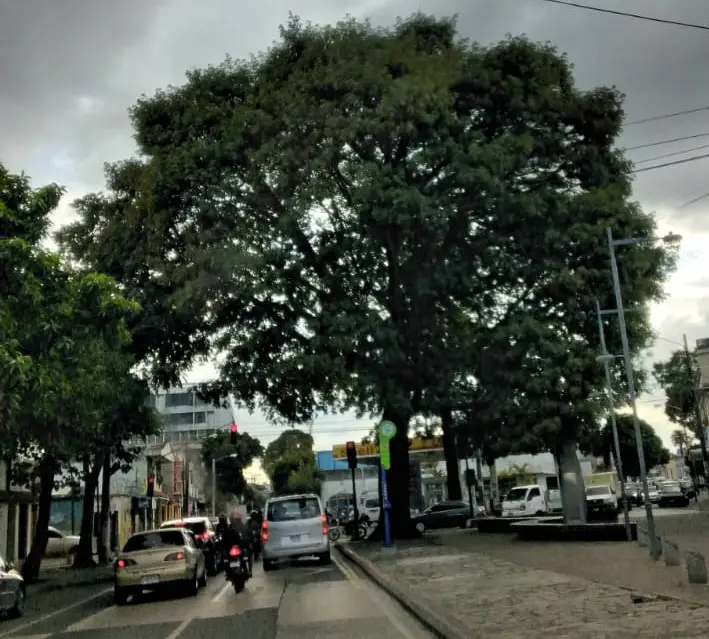 Esta es una ceiba relativamente joven: tiene unos 35 años y se encuentra en la 13 avenida zona 1,cerca del monumento al Premio Nobel de Literatura Miguel Ángel Asturias. – SoyMigrante.com – SoyMigrante.com