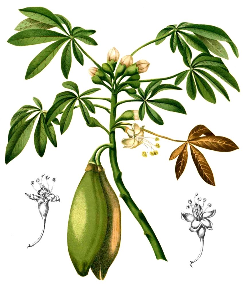 Detalle de la rama, flores y frutos de la Ceiba Pentandra, según documento botánico – SoyMigrante.com – SoyMigrante.com