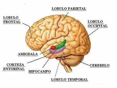 Estímulos externs pueden detonar una reacción de miedo en la amígdala que a su vez lleva al hipocampo a secretar hormonas como el cortisol que a la larga hacen daño. En lugar de eso hay que aprender a generar hormosas que potencien la tranquilidad y la búsqueda de objetivos.