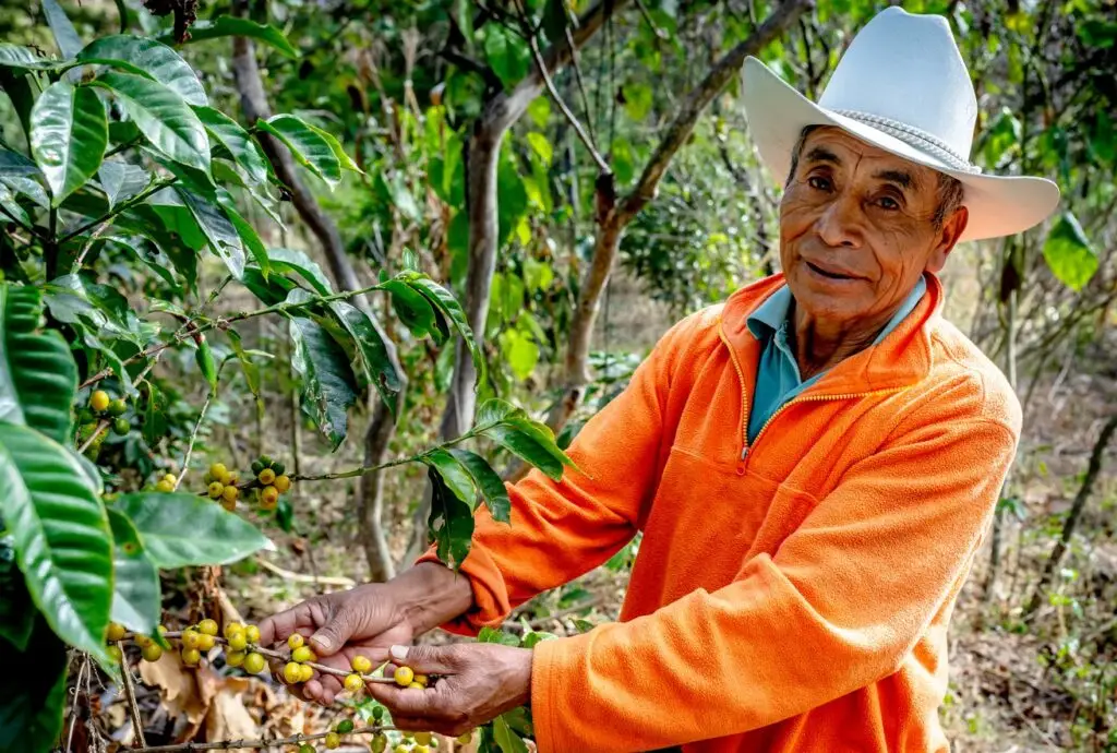 Miguel Ajanel, caficultor de Momostenango, tiene dentro de sus plantaciones una variedad de grano amarillo, muy rara y exclusiva de Momostenango. (Foto Marcos Zárate)