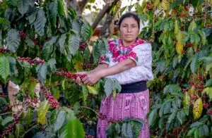 Campesinos de Momostenango, Totonicapán cultivan y cosechan el grano que llega a convertirse en la marca El alma del café de Momostenango, distribuida por Momostipan, proyecto del migrante retornado Angel Ambrocio.