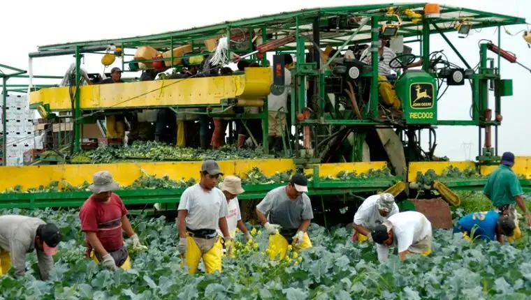 La mano de obra migrante es vital en diversas áreas productivas de Estados Unidos, entre ellas la agricultura. – SoyMigrante.com – SoyMigrante.com