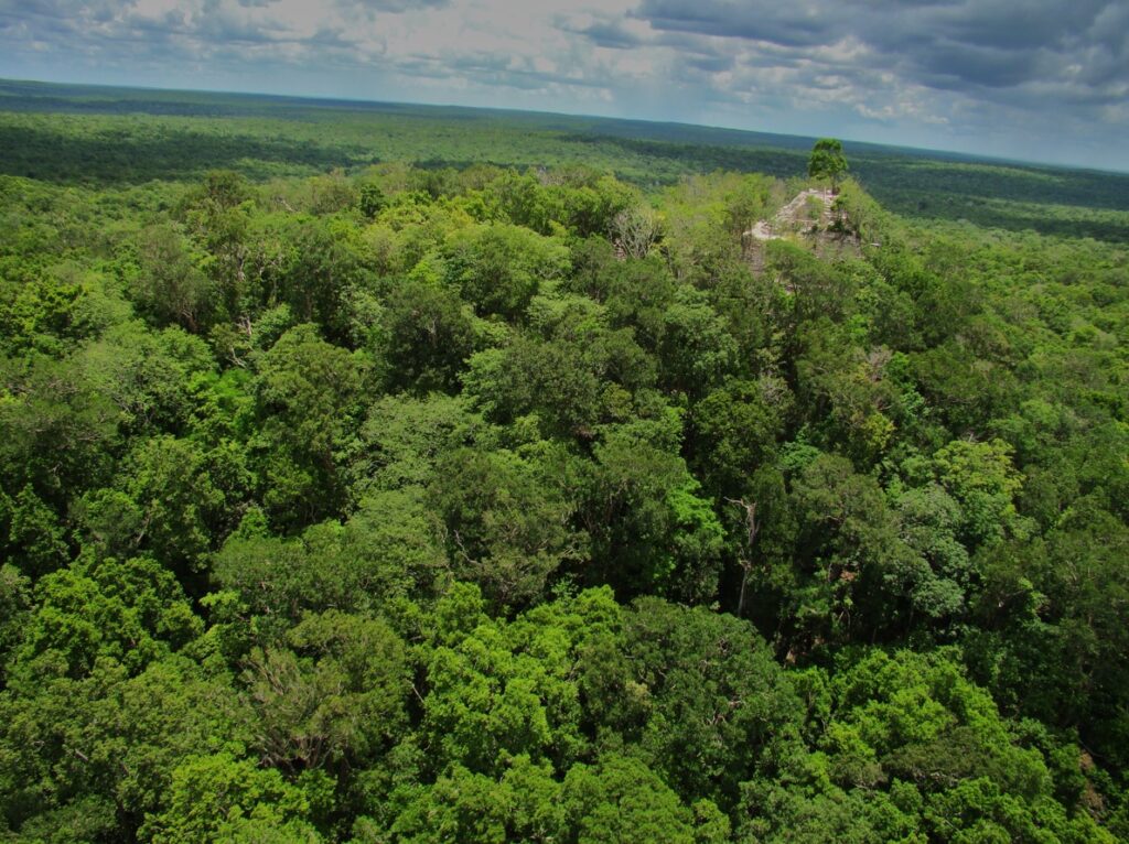 El Mirador puede ser un nuevo Parque Tikal si se toman ya las medidas de protección, restauración y conservación. (Foto archivo Richard Hansen) – SoyMigrante.com – SoyMigrante.com