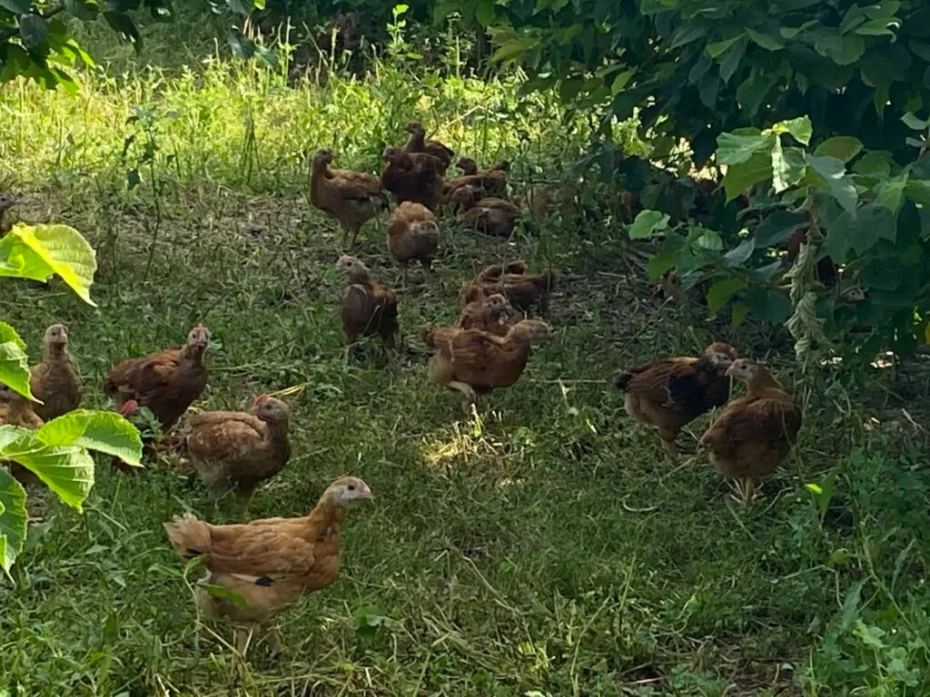 El concepto Chicken Tree Range (Gallinas a la sombra de un árbol) es una de las prácticas centrales para la agricultura y avicultura regenerativa. Foto Reginaldo Marroquín. – SoyMigrante.com – SoyMigrante.com