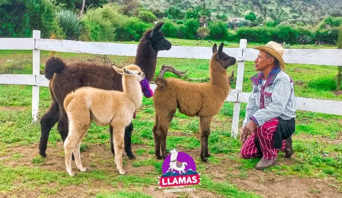 Don Marco tiene 19 llamas en su granja. Foto: Llamas de los Cuchumatanes – SoyMigrante.com – SoyMigrante.com