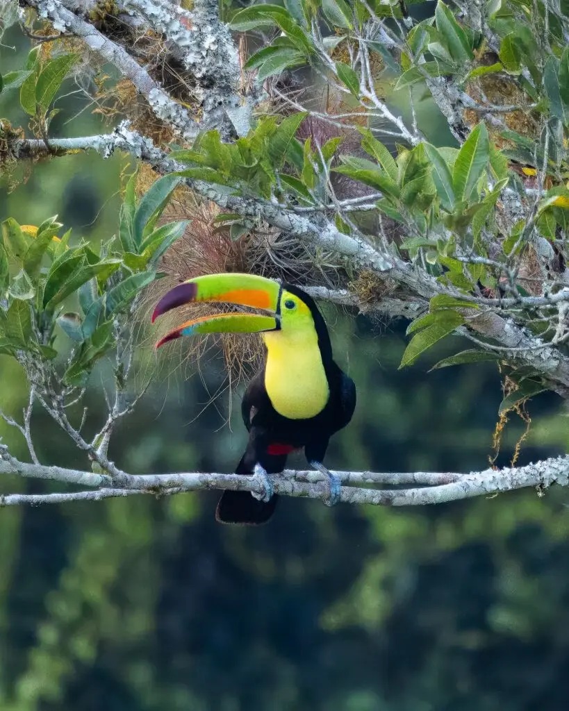 Tucan Pablo Galindo