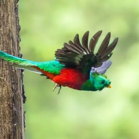 Quetzal fotografía Ottoniel Supertramp – SoyMigrante.com – SoyMigrante.com