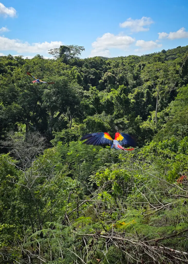 Desde hace 20 años se monitorea la anidación de esta especie en Petén. Foto: Conap