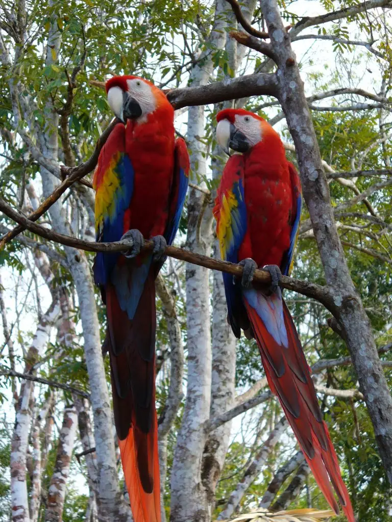 La urbanización y caza ilegal ponen en peligro a las guacamayas rojas. Foto: Conap