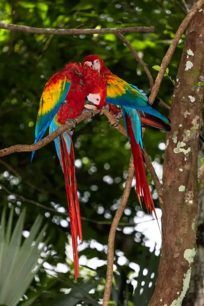 El Parque Nacional Laguna del Tigre es uno de los hábitat principales de esta especie. Foto: Conap